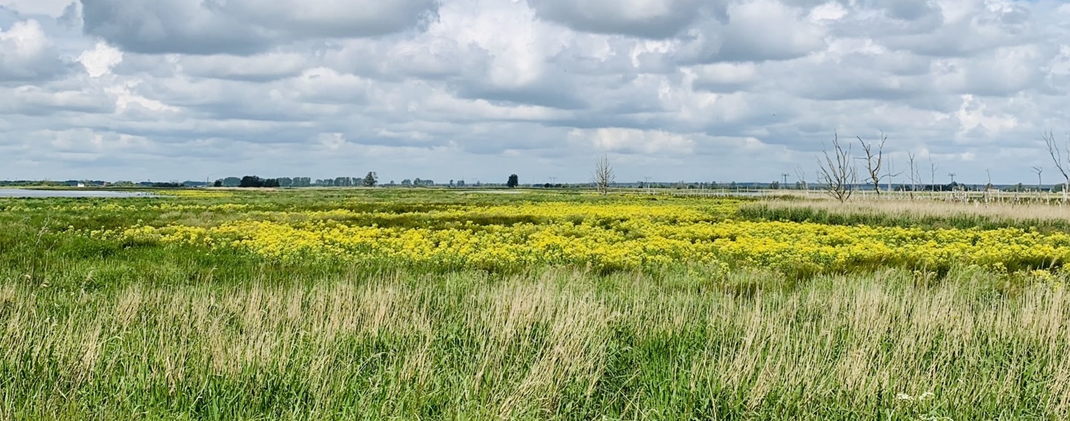 Oder Delta (Esmée van der Ven)